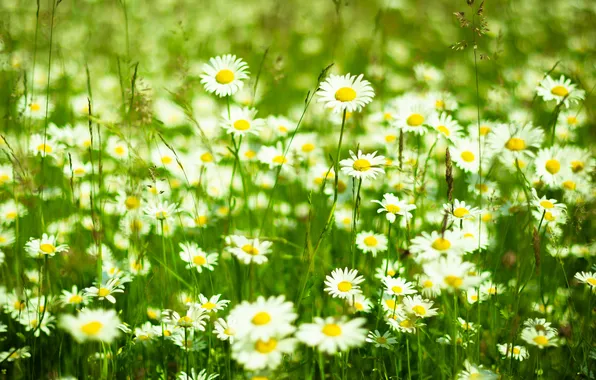 Picture field, summer, chamomile