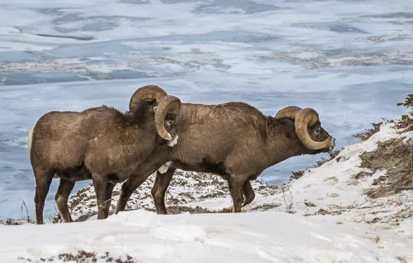 Winter, snow, mountains, nature, slope, pair, RAM, wild