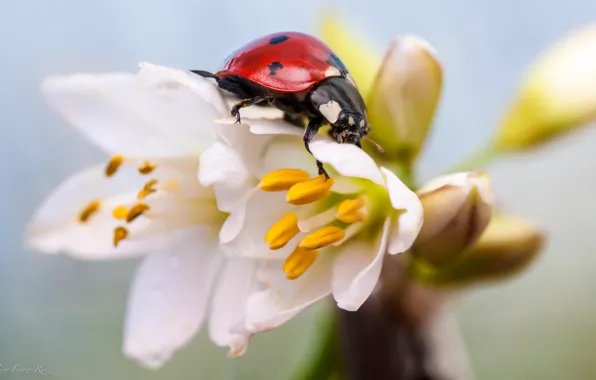 Picture macro, flowers, ladybug, insect, white