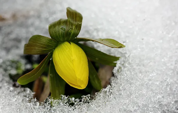 Picture cold, ice, flower, yellow, spring, Bud