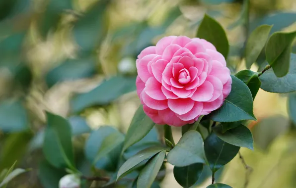 Picture leaves, pink, petals, blur, Camellia