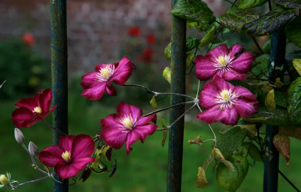 Leaves, flowers, the dark background, the fence, garden, pink, rods, clematis