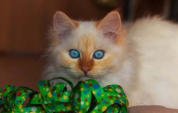 Cat, white, look, kitty, background, fluffy, tape, kitty