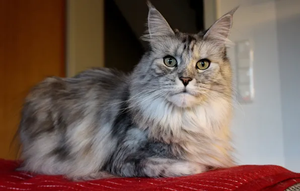 Cat, cat, look, face, pose, comfort, house, grey
