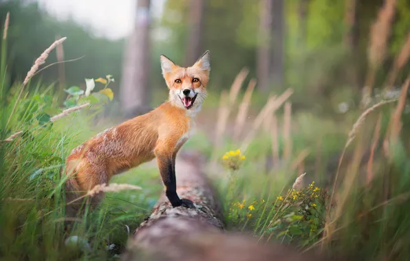 Picture forest, summer, grass, trees, Fox, red, bokeh