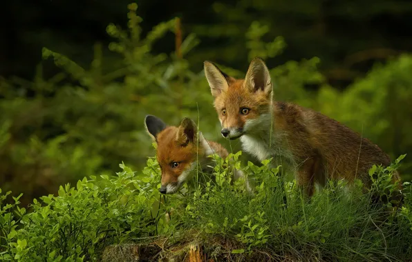Fox, kids, cubs