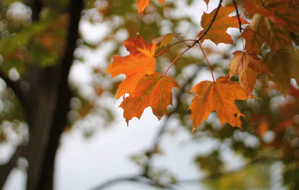 Autumn, leaves, branches, nature, tree, foliage, bright, trunk