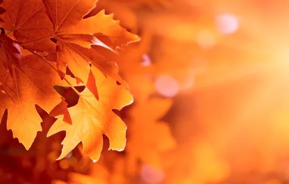 Autumn, leaves, bokeh