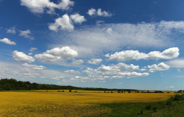 Picture field, the sky, clouds, trees
