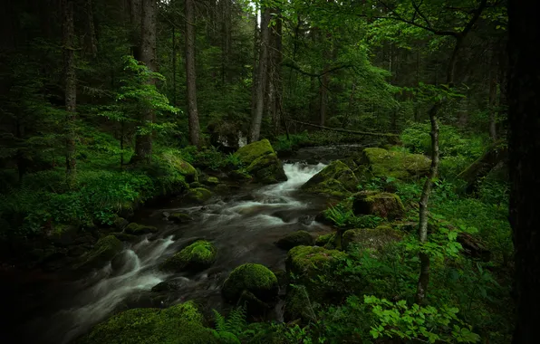 Picture forest, trees, nature, river, stream