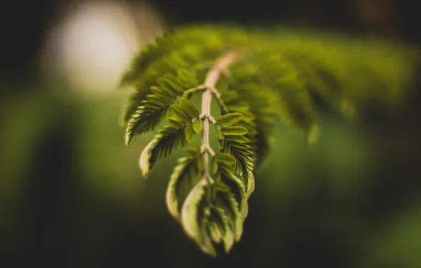 Plant, Branch, Plants, Color, Flora, Plants, Close-up, Flora