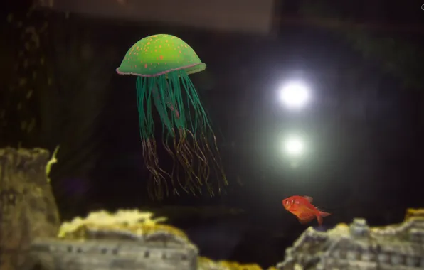 Medusa, beautiful, mesmerizing, small fish