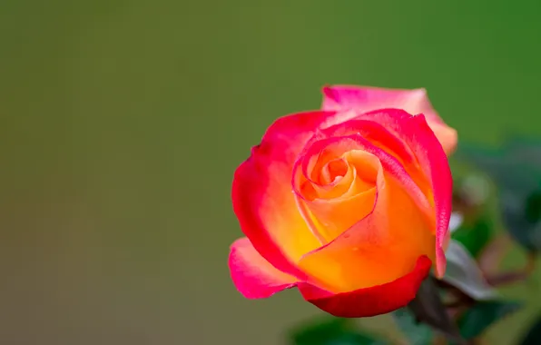 Picture macro, background, rose, Bud