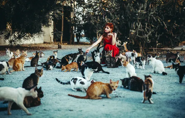 Girl, cats, pose, mood, model, makeup, dress, hairstyle
