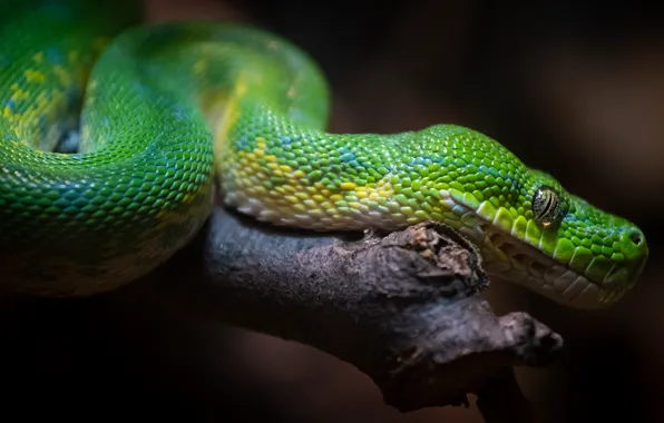 Look, the dark background, snake, blur, branch, Python, green, bitches