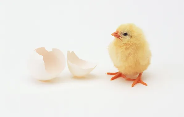 Bird, egg, chicken, chicken