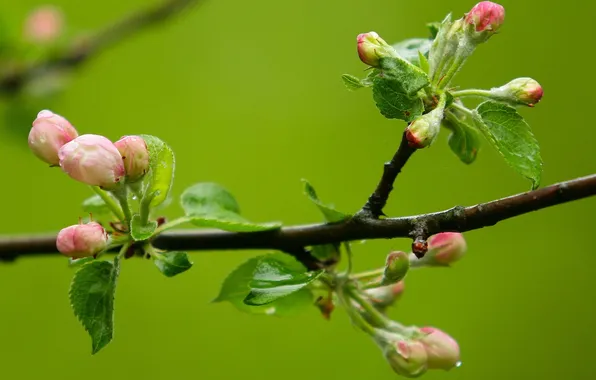 Flowers, spring, Apple, buds