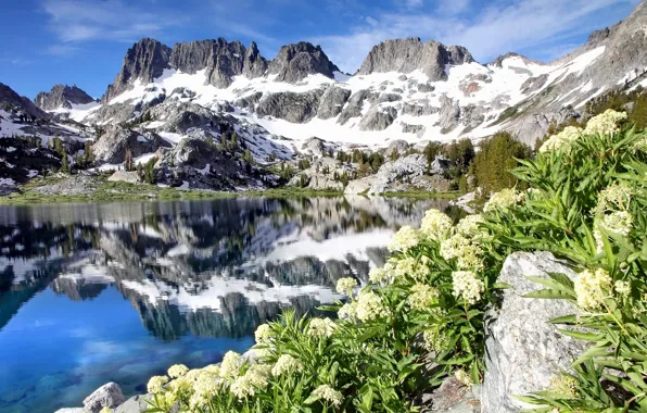Flowers, mountains, lake, reflection, CA, California, Minarets, Ediza Lake