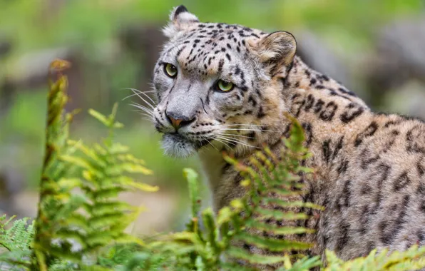 Eyes, look, face, cats, portrait, snow leopard, bars, wild cats