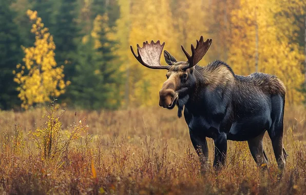 Autumn, forest, grass, look, trees, glade, moose, AI art