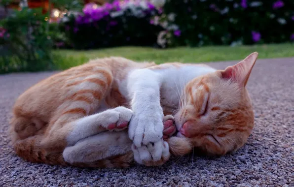 Cat, stay, legs, red, sleeping, Kota
