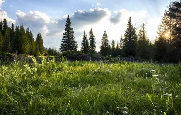 Picture greens, field, forest, summer, the sky, the sun, clouds, rays