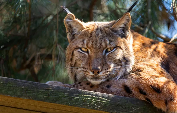 Look, face, light, branches, Board, portrait, lies, lynx