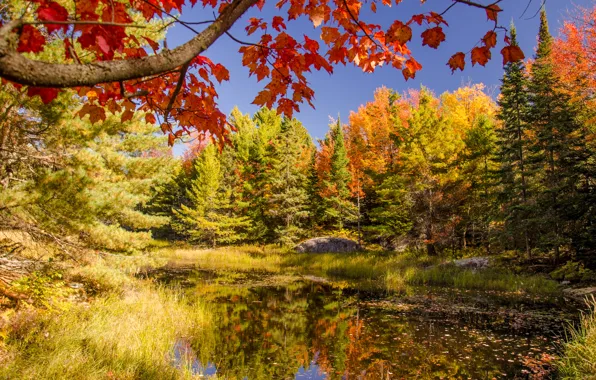 Picture autumn, forest, the sky, trees, lake, pond