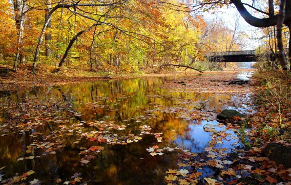 Picture autumn, forest, the sky, bridge, river