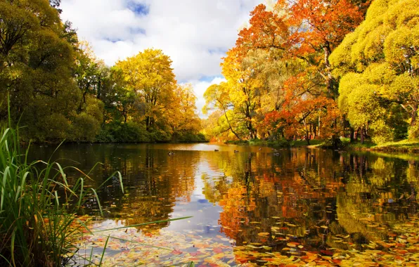 Picture autumn, pond, Park, river, Saint Petersburg, Russia
