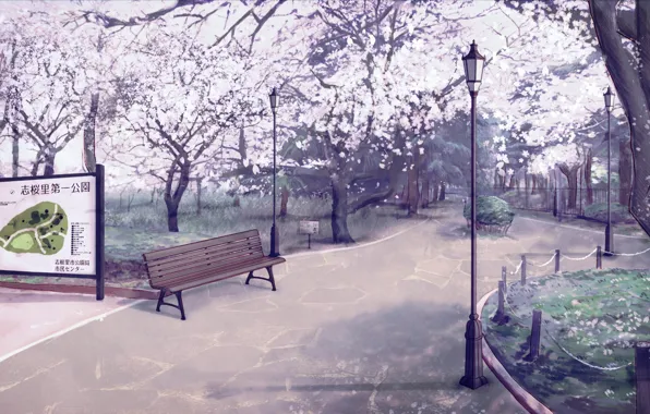 Park, spring, Sakura