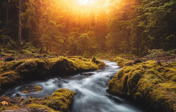 Forest, the sun, light, trees, landscape, sunset, nature, stream
