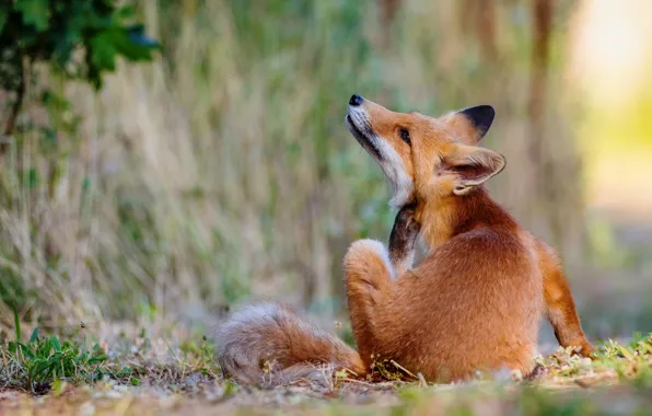 Picture grass, nature, pose, animal, Fox, Fox