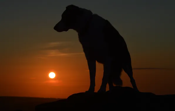 Picture each, dog, silhouette, dog