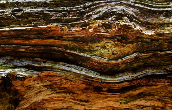 Tree, texture, log, bark, wood