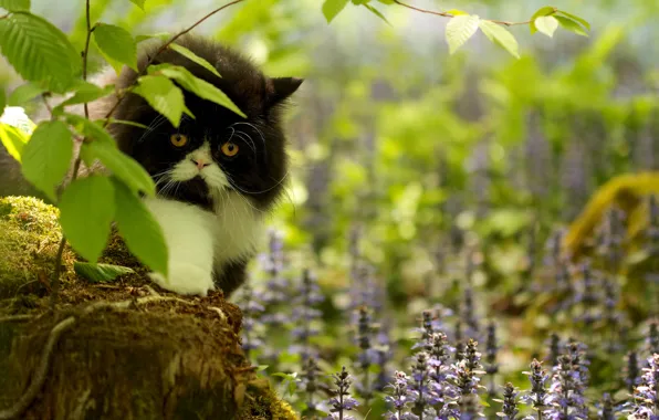 Picture grass, cat, look, flowers, branches, moss, stump
