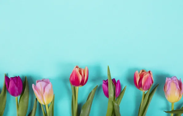 Flowers, colorful, tulips, pink, pink, flowers, tulips, spring