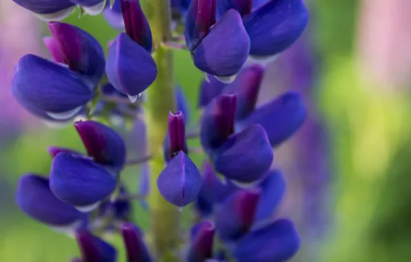 May, beauty is in simplicity, Lupin, Lupin field, spring 2018