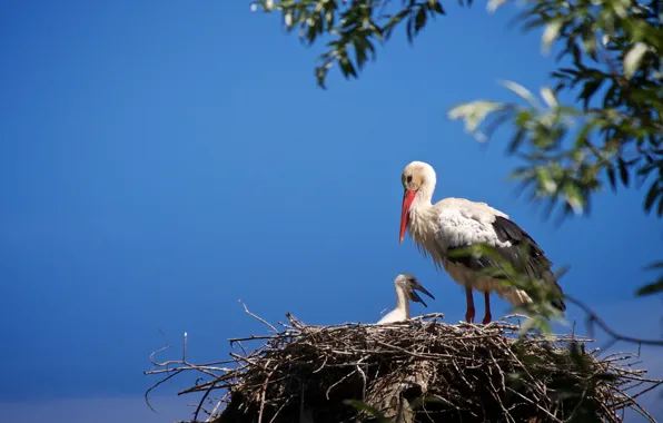 The sky, birds, socket, stork, chick