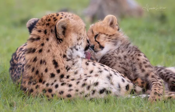 Picture cub, mom, cheetahs, Alexander Kukanov