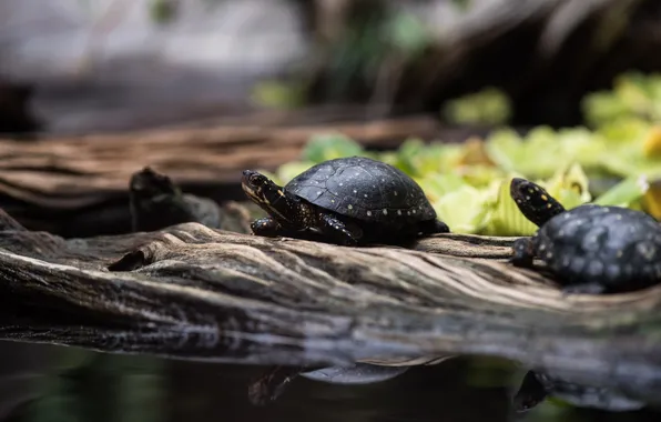 Picture macro, turtles, reptiles