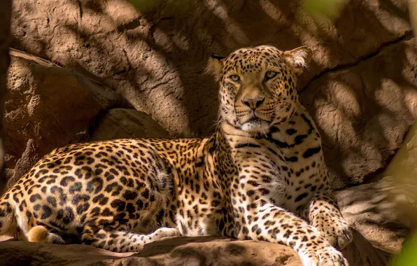 Picture cat, predator, leopard