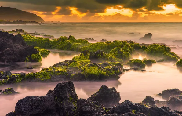Algae, sunset, nature, stones, the ocean, coast