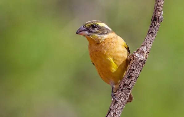 Bird, branch, beak, female, blackheads Dubonosov cardinal