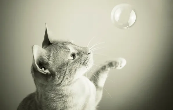 Cat, the game, bubble