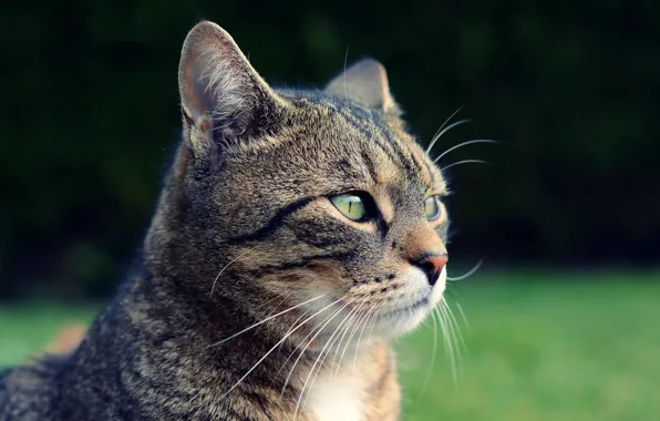 Picture cat, look, face, nature, grey