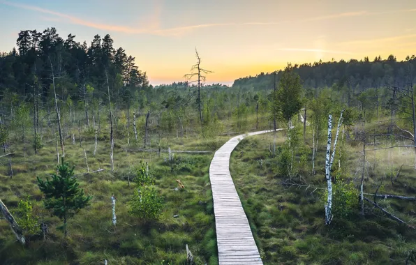 Road, forest, summer