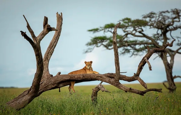 Field, tree, baobab, Savannah, Africa, snag, lioness, dry