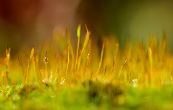 Drops, macro, nature, Rosa, plant, moss