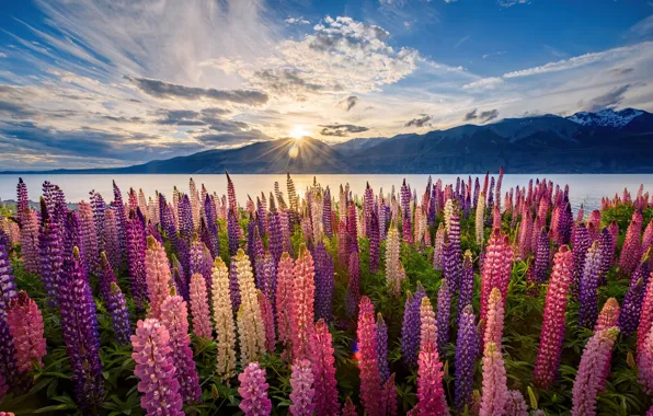 Flowers, mountains, beauty, New Zealand, space, sunset, flowers, mountains